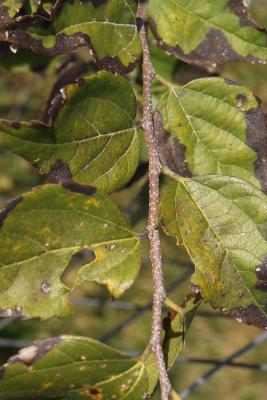Celtis bungeana (Manchurian Hackberry), bark, twig