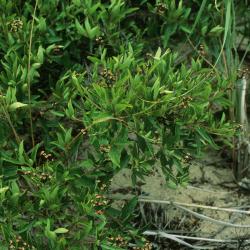 Ceanothus herbaceus (Inland New Jersey-tea), habit, fall