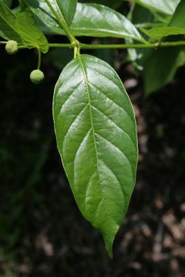 Cephalanthus occidentalis (Buttonbush), leaf, upper surface