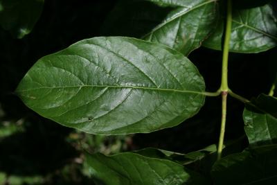 Cephalanthus occidentalis (Buttonbush), leaf, upper surface