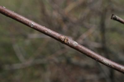 Cephalanthus occidentalis (Buttonbush), bark, twig