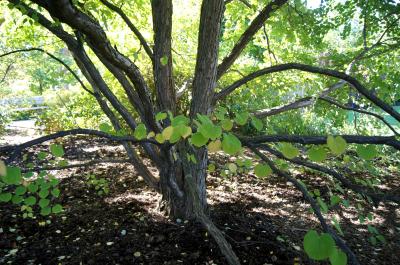 Cercidiphyllum japonicum (Katsura Tree), bark, trunk