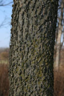 Celtis occidentalis (Hackberry), bark, trunk