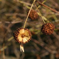 Cephalanthus occidentalis (Buttonbush), fruit, mature