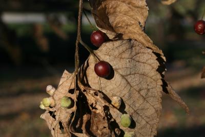 Celtis occidentalis (Hackberry), fruit, mature