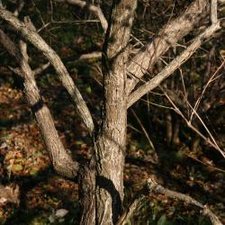 Cephalanthus occidentalis (Buttonbush), bark, mature
