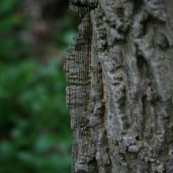 Celtis occidentalis (Hackberry), bark, trunk