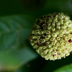Cephalanthus occidentalis (Buttonbush), fruit, immature