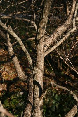 Cephalanthus occidentalis (Buttonbush), bark, mature