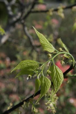 Celtis occidentalis 'Prairie Pride' (Prairie Pride Hackberry PP3771), inflorescence, leaf, new