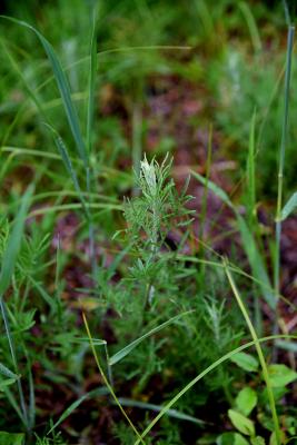 Centaurea stoebe subsp. micranthos (Small-headed Spotted Knapweed), habit, spring