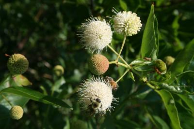 Cephalanthus occidentalis (Buttonbush), inflorescence