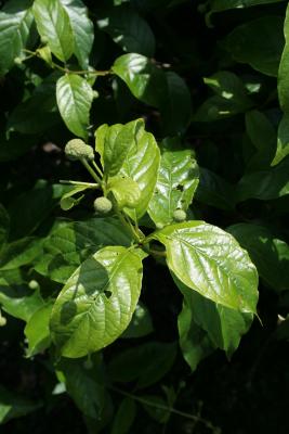 Cephalanthus occidentalis (Buttonbush), leaf, summer, fruit, immature