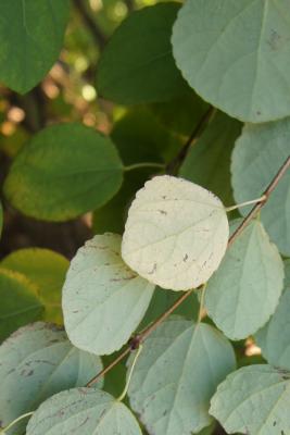 Cercidiphyllum japonicum (Katsura Tree), leaf, lower surface