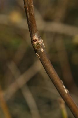 Cephalanthus occidentalis (Buttonbush), bud, lateral