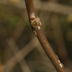 Cephalanthus occidentalis (Buttonbush), bud, lateral