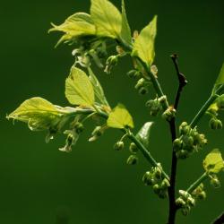 Celtis occidentalis (Hackberry), flower, pistillate