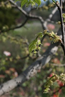 Celtis occidentalis 'Prairie Pride' (Prairie Pride Hackberry PP3771), flower, side