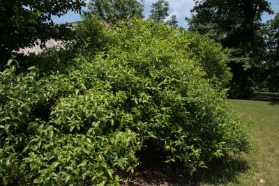 Cephalanthus occidentalis (Buttonbush), habit, summer
