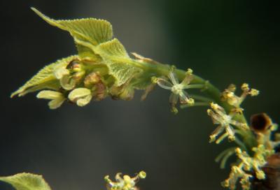Celtis occidentalis (Hackberry), flower, pistillate, flower, staminate