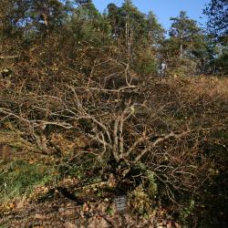 Cephalanthus occidentalis (Buttonbush), habit, winter