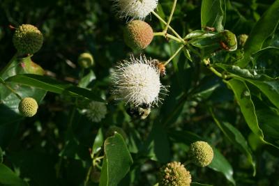 Cephalanthus occidentalis (Buttonbush), inflorescence