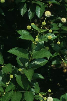 Cephalanthus occidentalis (Buttonbush), habit, summer