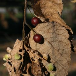 Celtis occidentalis (Hackberry), fruit, mature