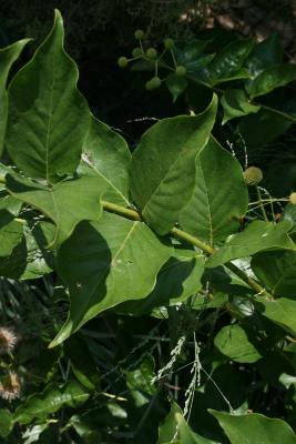 Cephalanthus occidentalis (Buttonbush), leaf, summer