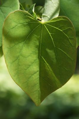 Cercis canadensis (Redbud), leaf, upper surface