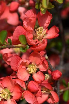 Chaenomeles ×superba 'Texas Scarlet' (Texas Scarlet Flowering Quince), flower, full