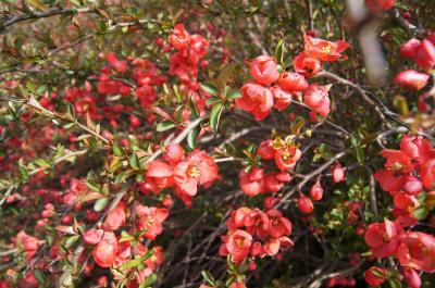 Chaenomeles ×superba 'Texas Scarlet' (Texas Scarlet Flowering Quince), inflorescence