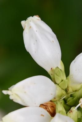 Chelone glabra (White Turtle-head), flower, top