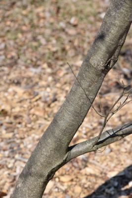 Castanea henryi (Henry's Chinkapin), bark, branch