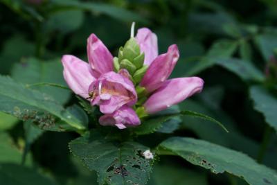 Chelone obliqua (Rose Turtle-head), flower, throat