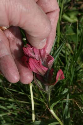Castilleja rhexiifolia (Rosy Painted-cup), flower, side