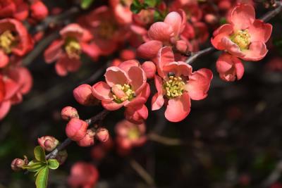 Chaenomeles ×superba 'Texas Scarlet' (Texas Scarlet Flowering Quince), flower, full