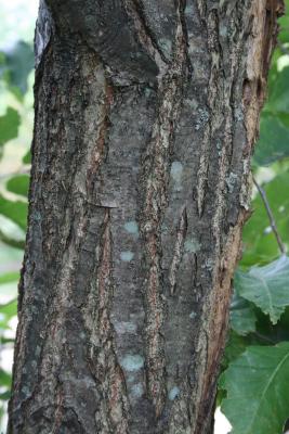 Castanea mollissima (Chinese chestnut), bark, trunk