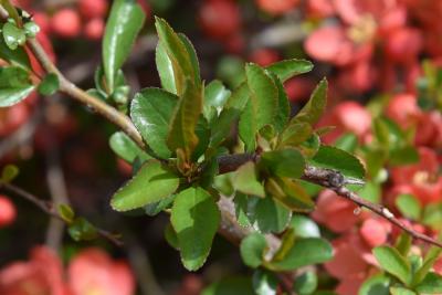 Chaenomeles ×superba 'Texas Scarlet' (Texas Scarlet Flowering Quince), leaf, spring