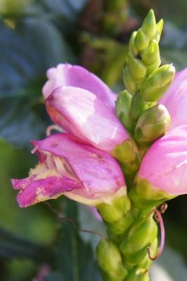 Chelone lyonii 'Hot Lips' (Hot Lips Pink Turtle-head), flower, side