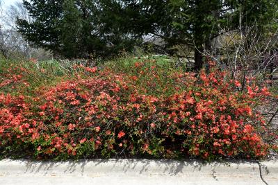 Chaenomeles ×superba 'Texas Scarlet' (Texas Scarlet Flowering Quince), habit, spring
