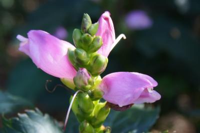 Chelone lyonii 'Hot Lips' (Hot Lips Pink Turtle-head), bud, flower