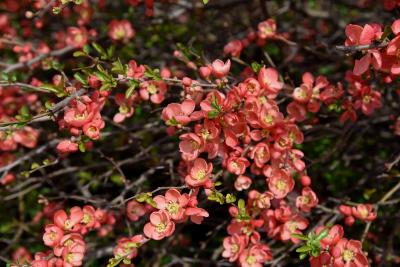 Chaenomeles ×superba 'Texas Scarlet' (Texas Scarlet Flowering Quince), inflorescence