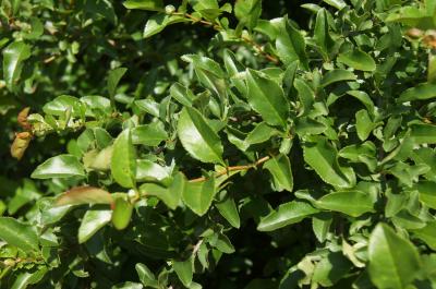 Chaenomeles ×superba 'Texas Scarlet' (Texas Scarlet Flowering Quince), leaf, summer