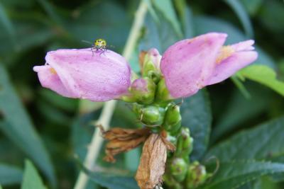 Chelone obliqua (Rose Turtle-head), flower, full