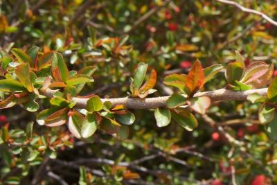 Chaenomeles ×superba 'Texas Scarlet' (Texas Scarlet Flowering Quince), leaf, spring