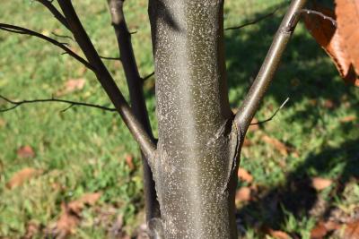 Castanea dentata (American Chestnut), bark, branch