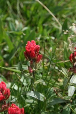 Castilleja rhexiifolia (Rosy Painted-cup), inflorescence