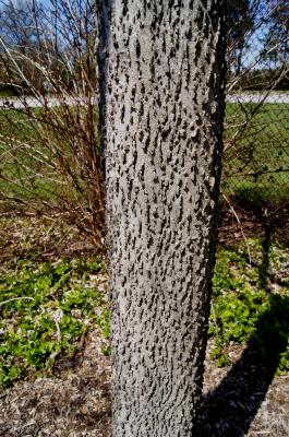 Celtis occidentalis 'Chicagoland' (Chicagoland Hackberry), bark, trunk