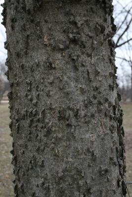 Celtis laevigata (Sugarberry), bark, trunk